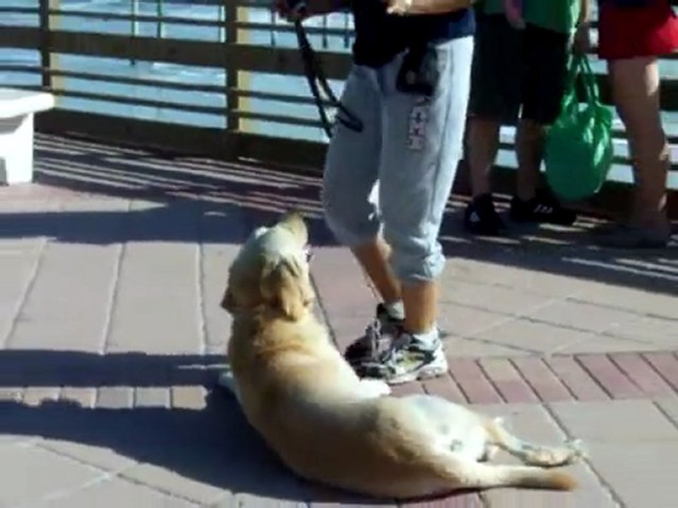 YouTube - Dogtra E=collar training ''Think Three!''-1