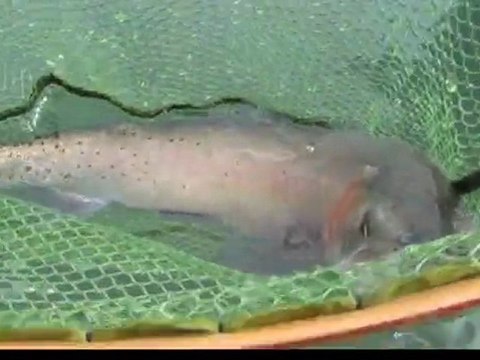 Hendrix Outdoors - 2nd catch at Pyramid Lake with Hendrix Waders