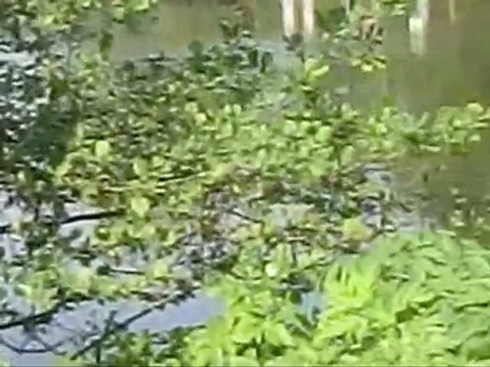 Arras :Le jardin dont je ne connais pas le nom