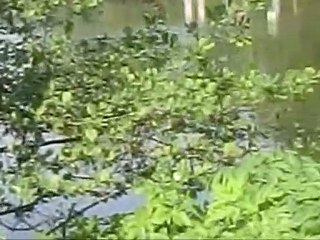 Arras :Le jardin dont je ne connais pas le nom