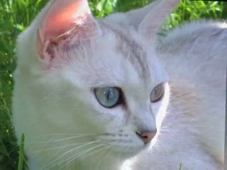 Vår champion Burmilla katt får kattungar! Burmilla -den bästa av kattraser. En kattunge för dig?