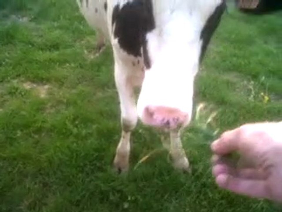 Des vaches et un chien