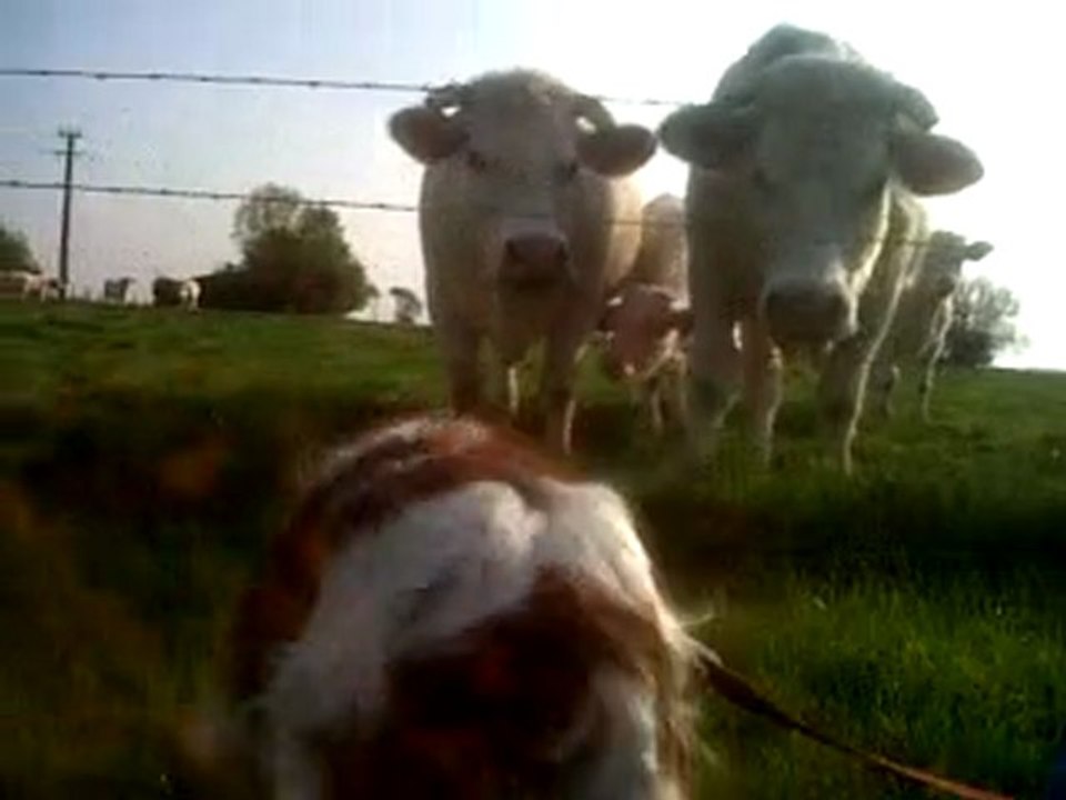 Des vaches et un chien v2