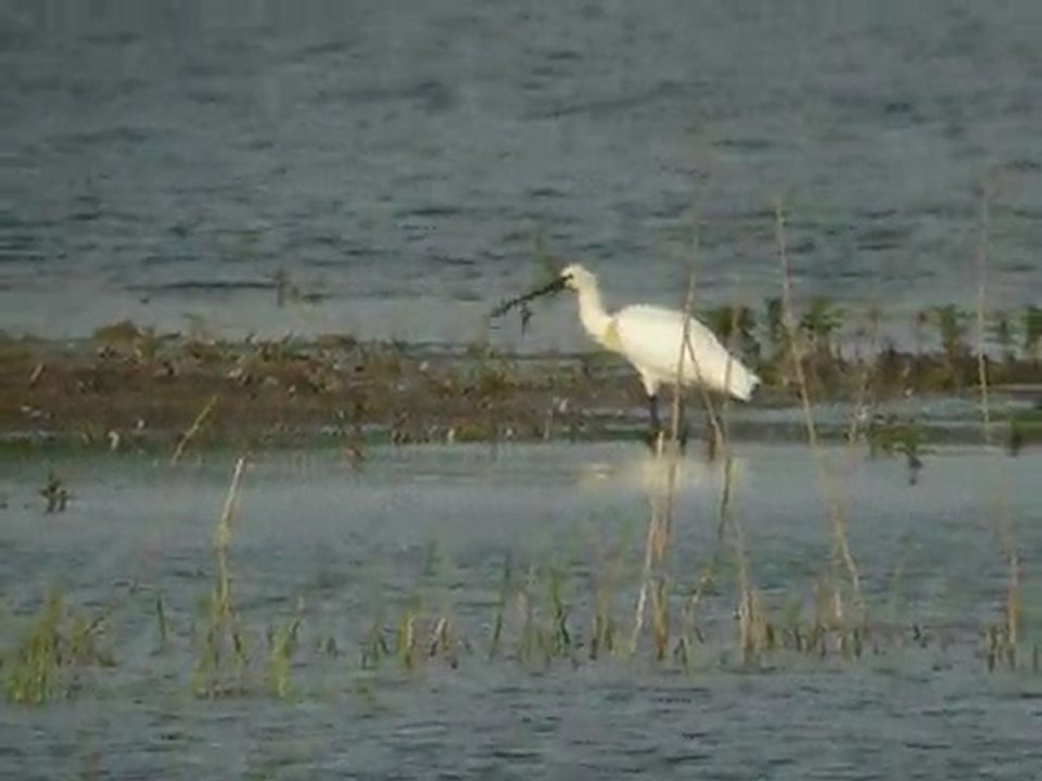 Spatule blanche 27 avril 2011