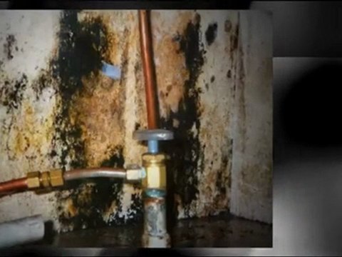 Mold Remediation Il, Mold Removal Il