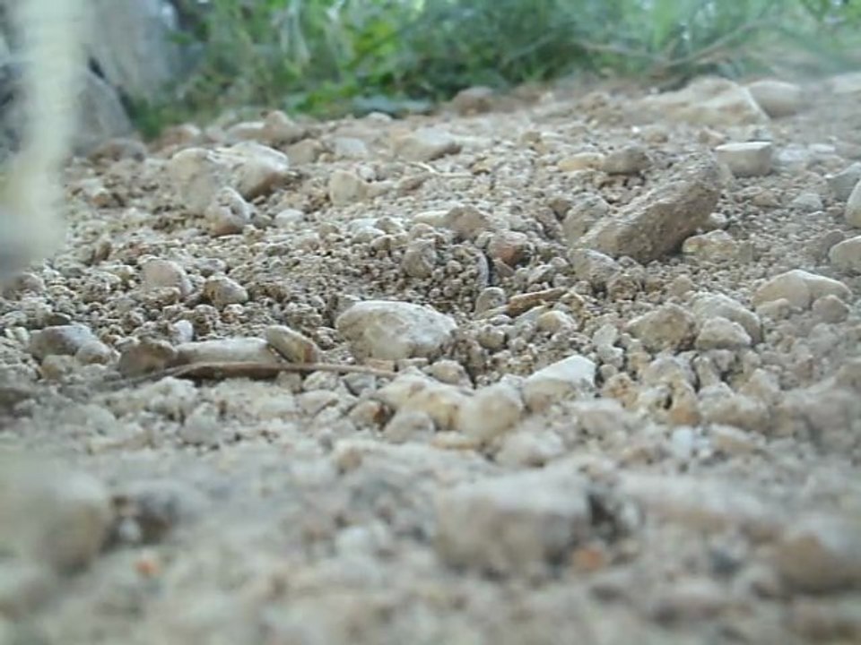 balade schleich+saut(appareil julie) 029