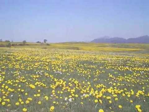 Massif du Sancy: Pissenlits et chaine des puys