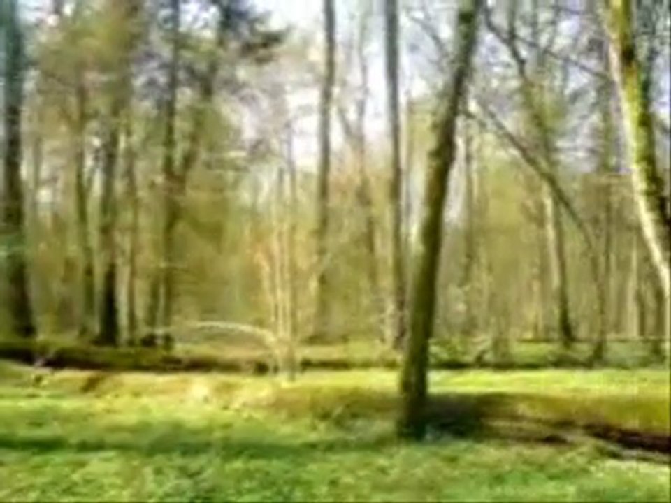 Białowieski Park Narodowy-24.04.2011