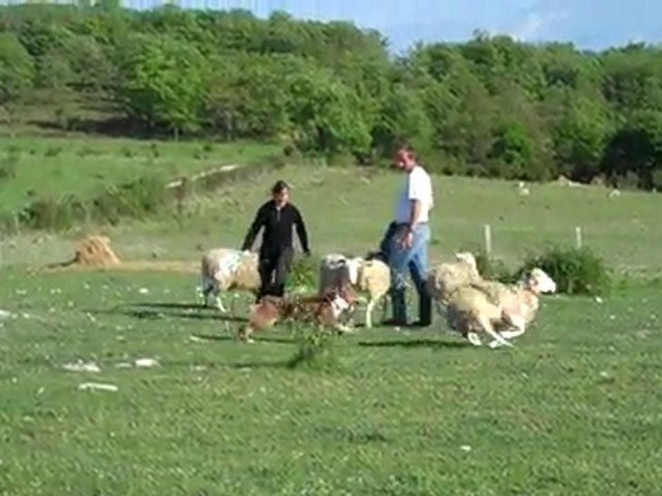 Troupeau Audrey et Eïdy