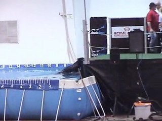 Dock Jumping Dogs Competition