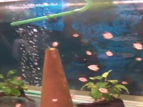 discus yavrularım büyük tankta