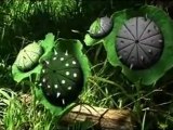 CG Animated Short Film: Mutated Plants by AAU Animation ...
