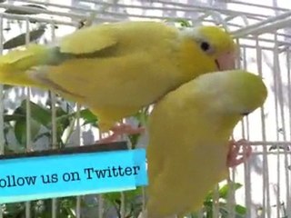 Playful Yellow Paciifc Parrotlet Sisters - Parrotletbirds