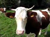 Les vaches au champs