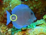 Blue Tangs on Supermarket Reef, St. Thomas