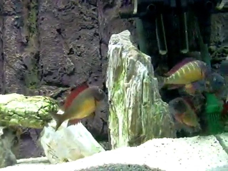 Tropheus Red Rainbow Kasanga 2011
