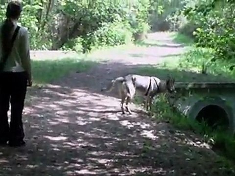 recherche utilitaire avec un chien loup tchecoslovaque