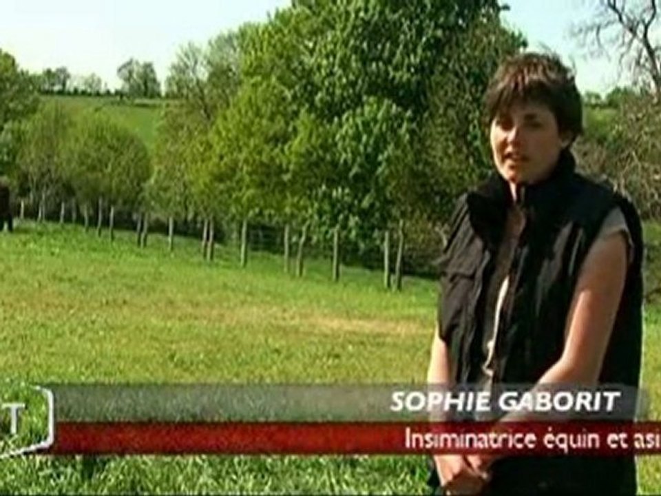 L'histoire de la race mulassière (Vendée)