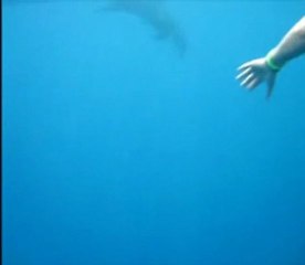 Première rencontre avec les dauphins