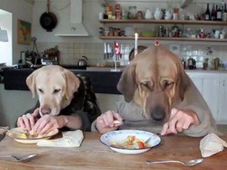 Deux chiens a table