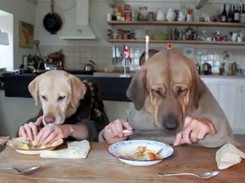 Deux chiens a table