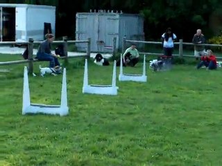 dove  entrainement flyball et laetitia 2