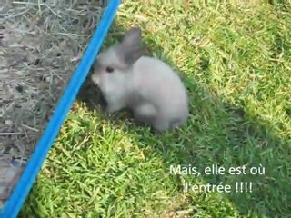 Mes bébés lapins