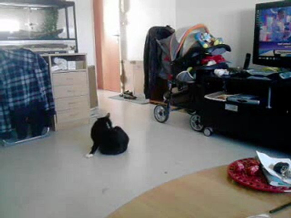 emmett se bouffe les pattes