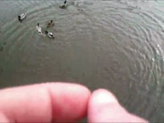 baston de canard lol