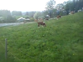 Vache Gruyeres 27.04