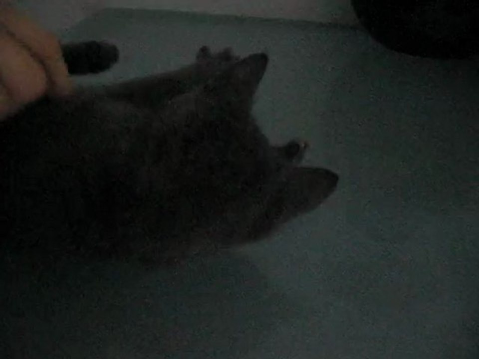 Gizmo3