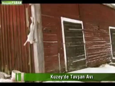 Tavşan Avı avyaban.com - ergo