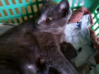 Maman chatte et ses bébés - 2