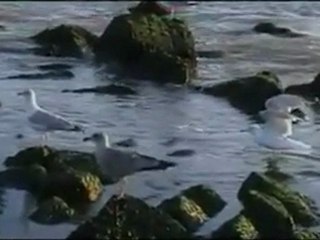 Ennio Morricone - Cockeyes song