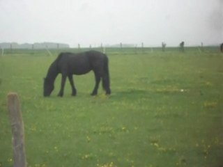 Nos chevaux au pré 28 04 2011.AVI