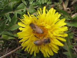 arıların karahindiba çiçeğinde polen ve nektar toplama uğraşıları
