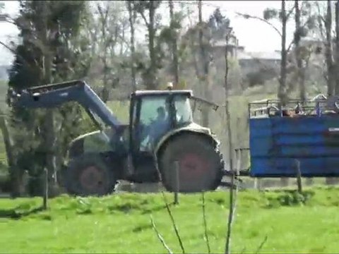 The cows are sent to the grass by the Salers Breeding VINCENT PESCHER