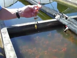 lugwigia at Florida Aquatic Nursery.