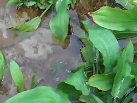 swords growing out of the water at Florida Aquatic nurseries