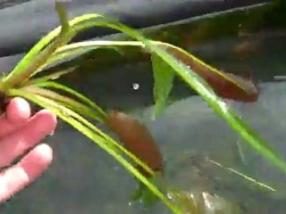 madgascar lace plant at florida aquatic nurseries