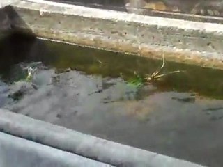 Florida Aquatic Nursery.