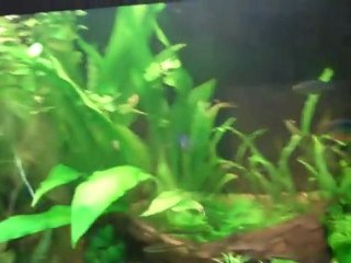 How to replace your ballast on your Aquarium lighting. ...