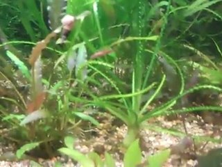 Talking to my dad about fishtanks. Reef tank just got a ...