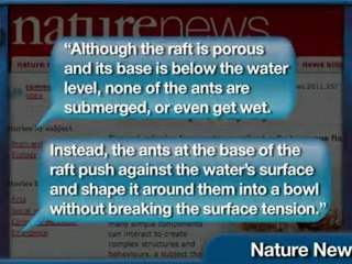 How to Sink a Fire Ant Raft