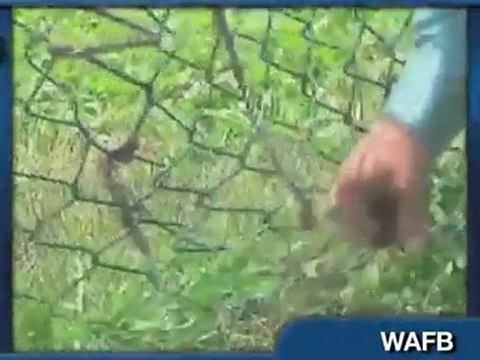 6-Foot Alligator Found In Florida Bathroom