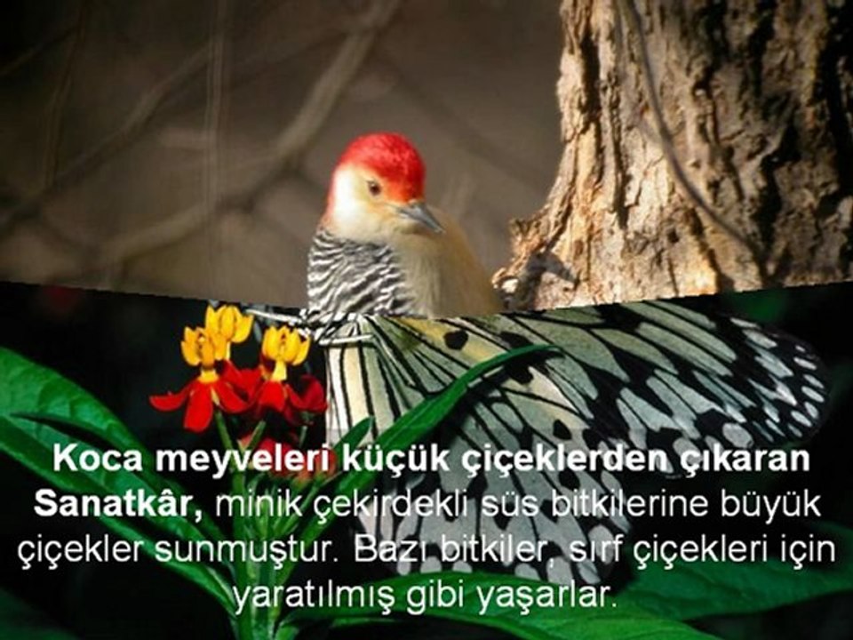 Doğa ne güzel süslenmiş