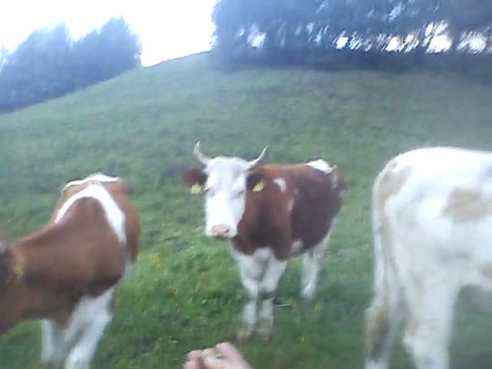 vache soir 28.04