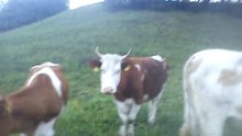 vache soir 28.04