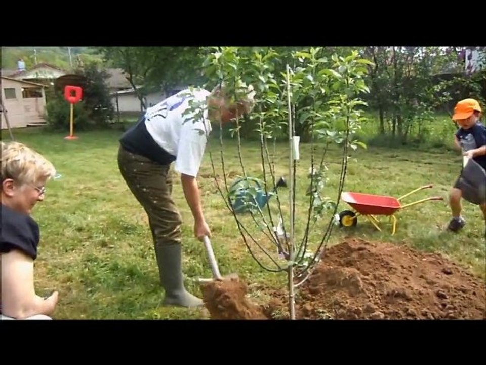 l'arbre d'Aubin