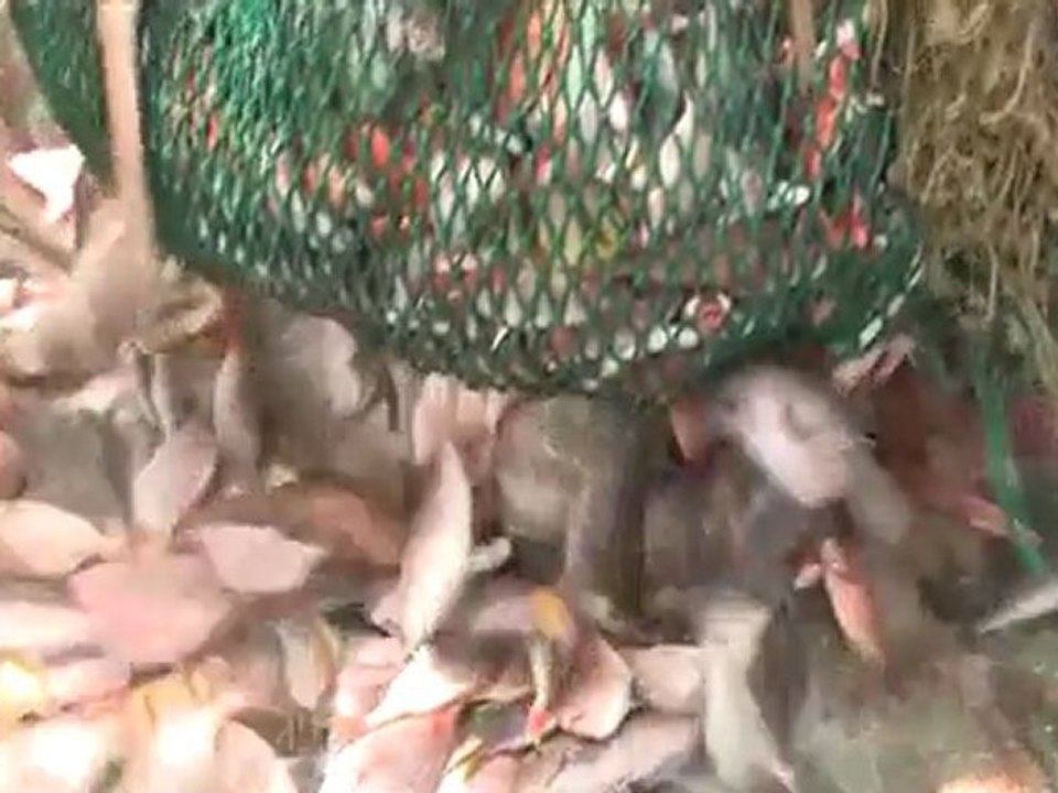 SOS Océans : Surpêche en Afrique de l'Ouest